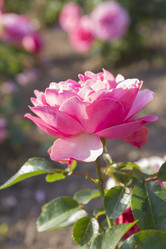 Similar image 6461595