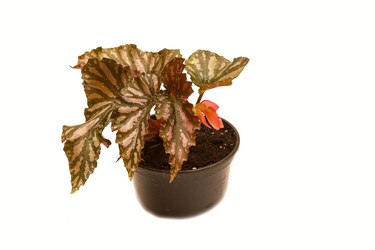 Similar image 6462950