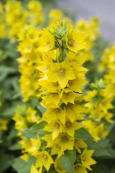 Similar image 6466287