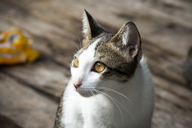 Similar image 6476317