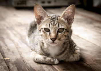 Similar image 6476334