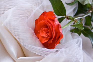 Similar image 6477346