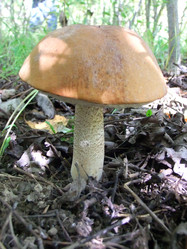 Similar image 6477842