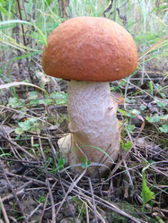 Similar image 6477843