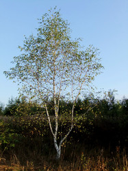 Similar image 6498986