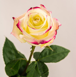 Similar image 6509122