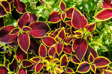 Similar image 6531100