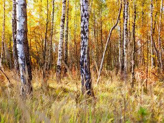 Similar image 6583567