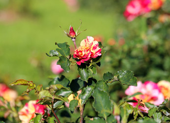 Similar image 6584187