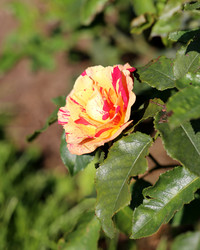 Similar image 6584188