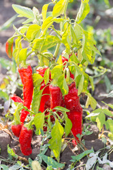 Similar image 6584588