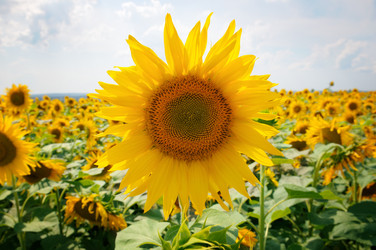 Similar image 6584780