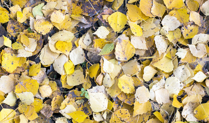 Similar image 6619330