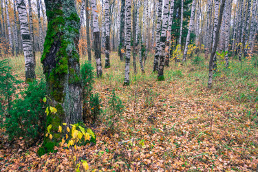 Similar image 6619339