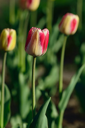 Similar image 6622611