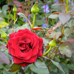 Similar image 6640462