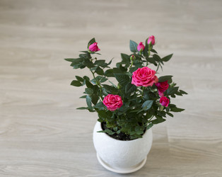 Similar image 6646270