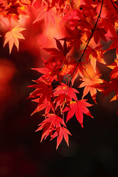 Similar image 6648297