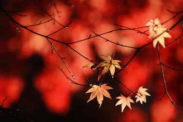 Similar image 6648311