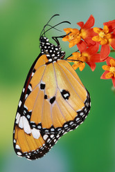 Similar image 6648314