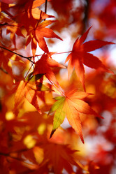 Similar image 6648327