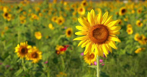 Similar image 6648412