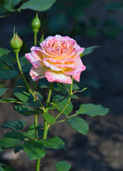 Similar image 6649151