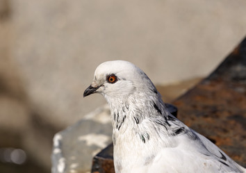 Similar image 6650819