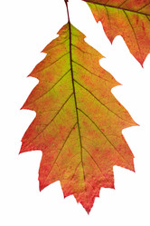 Similar image 6651312