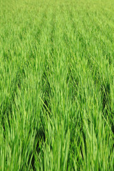 Similar image 6652830