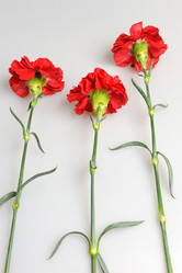 Similar image 6666026