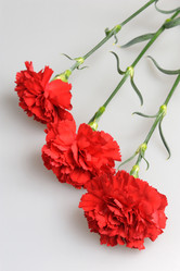 Similar image 6666028