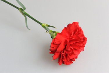 Similar image 6666039