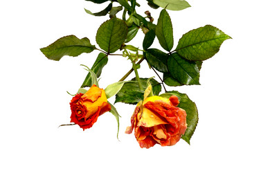 Similar image 6723106