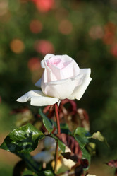 Similar image 6723816