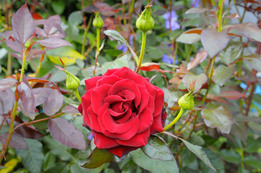 Similar image 6747444