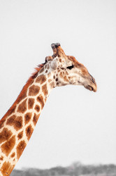 Similar image 6762450