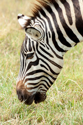 Similar image 6762500