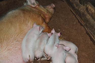 Similar image 6836375