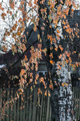 Similar image 7172211