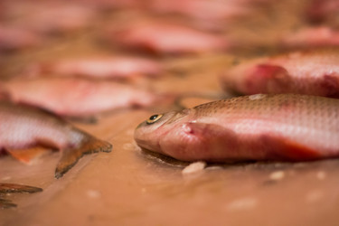 Similar image 7172933