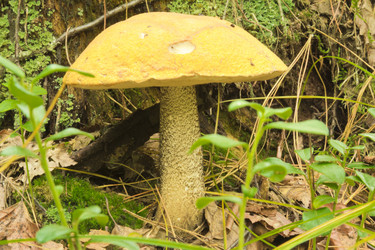 Similar image 7181434