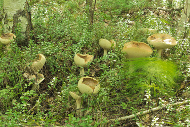 Similar image 7181442