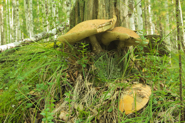 Similar image 7181448