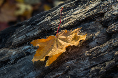 Similar image 7181464