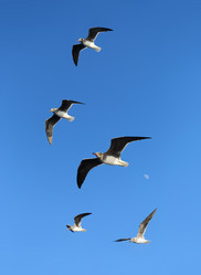 Similar image 7182275