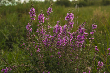 Similar image 7190645