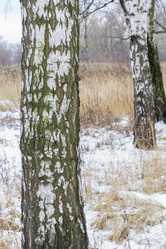 Similar image 7218999