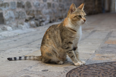 Similar image 7264630