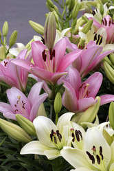 Similar image 7264719